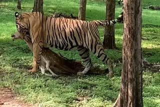 tiger hunts deer video viral