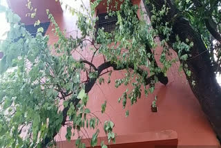 Thieves stole sandalwood tree from DAVV