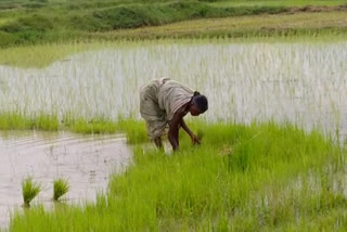 average rainfall in seraikela