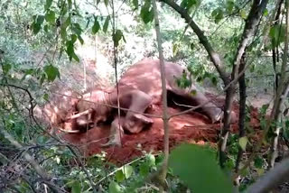 Wild  elephant fell unconcious : Forest Department rushed to spot