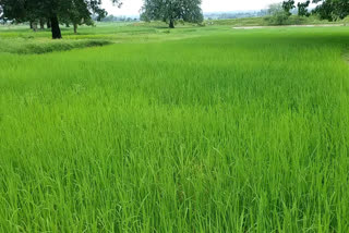 paddy crop