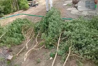 Hemp plant seized