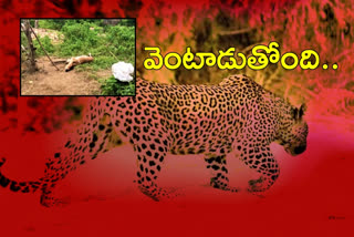 cheetah attack on ox at rajendranagar in hyderabad