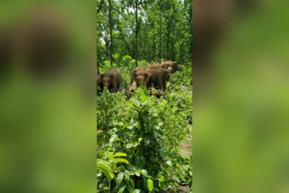 elephant herd