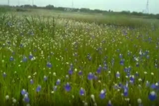 Come Chingam, Madayippara in Kannur dons a blue carpet