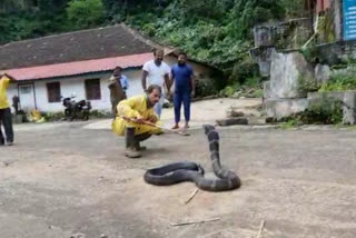King cobra caught near tea estate in Chikmagalur