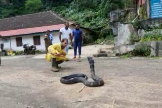 King Cobra caught in Chikmagalur tea estate