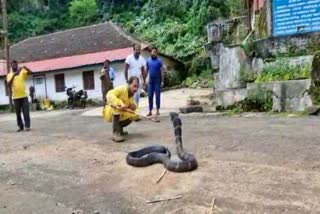 King Cobra  has been caught