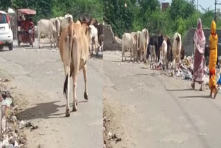 jwalapuri people facing problem due to street animals