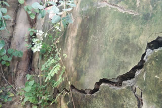 cracks in temple wall due to tree