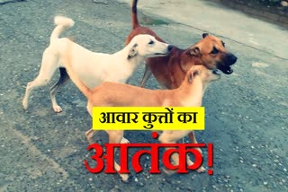 kaithal people in panic by stray dogs terror