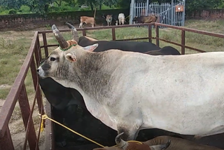 cows and cattle pound