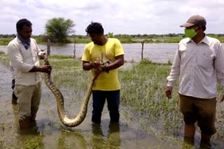 7 feets Python caught in fish pond at kodumuru