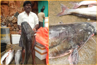 big-fish-in-srisailam-kurnool-district