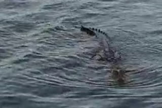 Crocodile seen in Kaliasot Dam