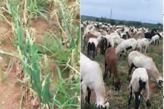 farmers left onion crop to sheep cause no msp at karnool