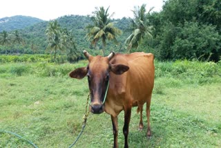 கடுமையான பொருளாதார இழப்பில் தவிக்கும் பால் உற்பத்தியாளர்கள்!