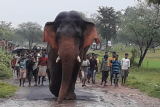 wild elephant caught in village