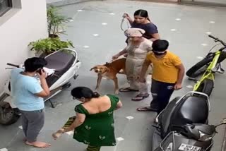 dog attacked woman in Faridabad video virul