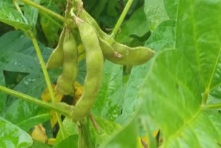 Yellow mosaic disease in soybean