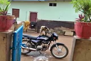 Monkey trouble in Dharwad