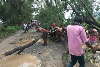 tree fall in heavy rain