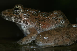 Kaling frog found near Western Ghats