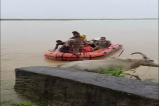 Mahanadi river