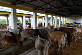 cowshed in manda of prayagraj