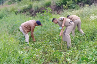 cannabis uprooting campaign