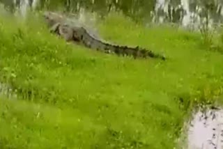 crocodile spotted outside of farm in barhi