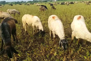 Grazing sheep