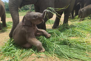 Sudhamoorthy is the name for the elephant of the Bannerghatta Gardens