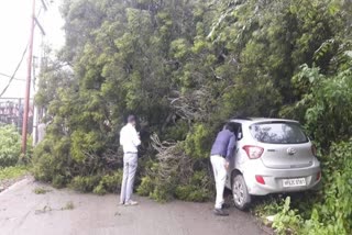 Tree falls in Vijay Nagar