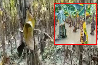 Extensive damage to crops in Konaseema