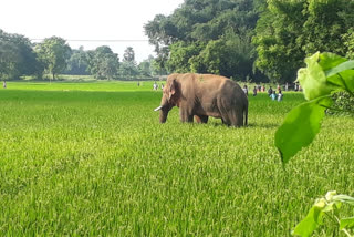 elephant attack at satpati