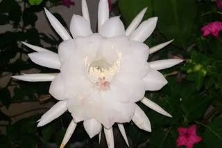 brahmakamalam flower blossoms in ravulapalem at east godavari