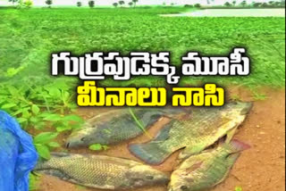 special story on  Musi river Water Pollute