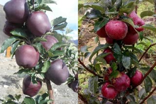 apples in kullu