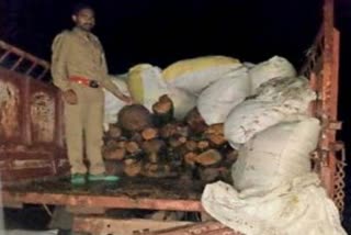 illegal firewood in raigarh