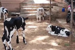 Kolar: 6 calves being illegally transported to slaughterhouse are saved
