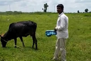 private school Teacher get into cow Farming