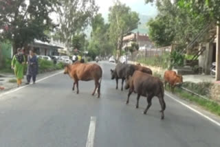 Destitute animals on the Rajpura Road