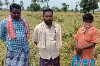 paddy crop farmers problems in nellore district