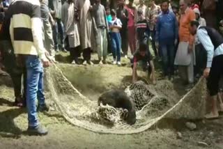 bear injured after falls from tree in badrehher village of rajwar handwara in north kashmir