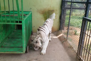 White tiger is came to Atal Bihari Vajpayee zoological park