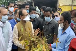 CM Shivraj inspecting soybean crop