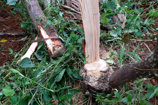 Sandalwood tree worth lakhs of rupees stolen in Shivamogga