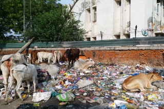 Garbage lying on streets of Tekhand village in South Delhi for months