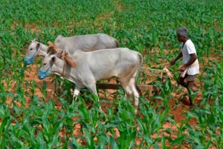 ग्रामीण मांग से अर्थव्यवस्था सुधारने में मिल सकती मदद, लेकिन यह शहरी मांग का विकल्प नहीं